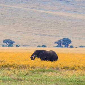 Elefant zwischen gelben Pflanzen Elefant zwischen gelben Pflanzen