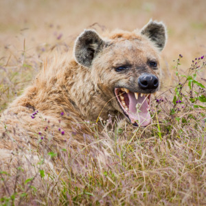 Gähnende Hyäne Gähnende Hyäne