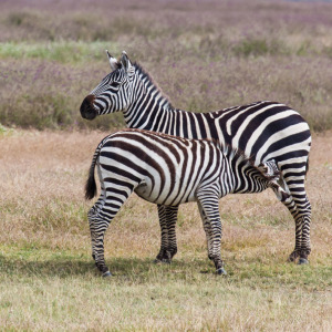 Nuckelndes Zebra Nuckelndes Zebra