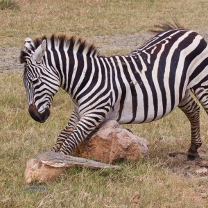 Man was juckt das! Man was juckt das!