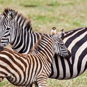 Zebra kuschelt mit dem Nachwuchs Zebra kuschelt mit dem Nachwuchs