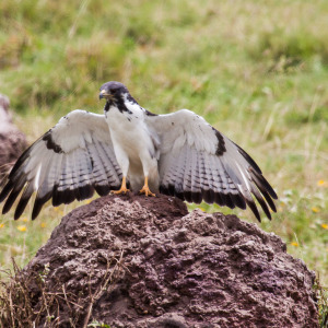 Raubvogel wärmt sich die Federn Raubvogel wärmt sich die Federn