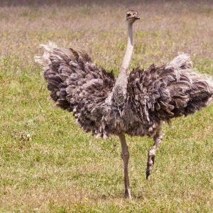 Tanzender Strauß Tanzender Strauß