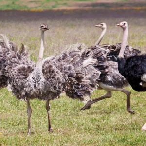 Strausse beim Balztanz Strausse beim Balztanz