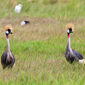 Kronenkraniche Kronenkraniche