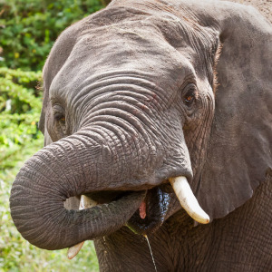 Elefant beim Trinken Elefant beim Trinken