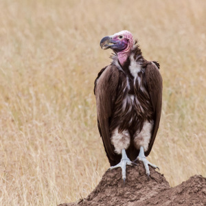 Ein Geier wartet auf Beute Ein Geier wartet auf Beute
