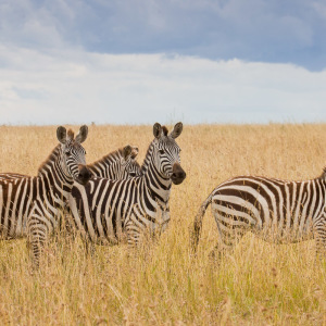 Aufgeschreckte Zebras Aufgeschreckte Zebras