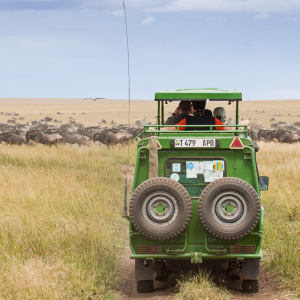 Wilde Gnuherde kreuzt unseren Weg Wilde Gnuherde kreuzt unseren Weg