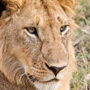 Löwenportrait Löwenportrait