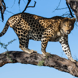 Leopard auf dem Baum