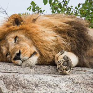 Müder Pascha Müder Pascha