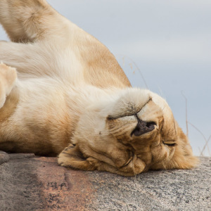 Gemütlich Dösender Löwe Gemütlich Dösender Löwe