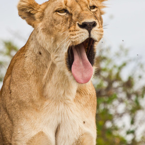 Gähnender Löwe Gähnender Löwe