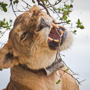 Zahnpflege im Löwenstyle Zahnpflege im Löwenstyle