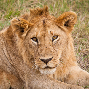 Eingeschüchtertes Jungtier Eingeschüchtertes Jungtier