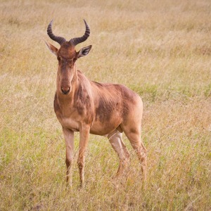 Eine Kuhantilope Eine Kuhantilope