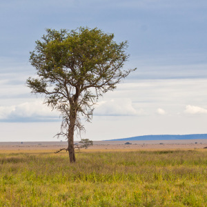 Hübscher Baum in der Serengeti Hübscher Baum in der Serengeti
