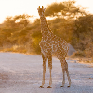 Baby-Giraffe Baby-Giraffe