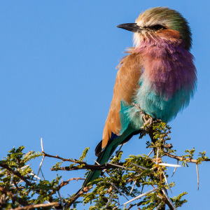 Gabelracke Gabelracke