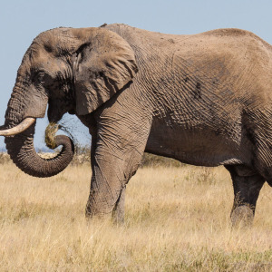 Hungriger Elefant Hungriger Elefant