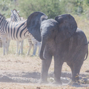 Mini-Elefant Mini-Elefant