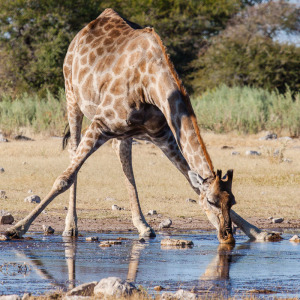 Trinkende Giraffe Trinkende Giraffe