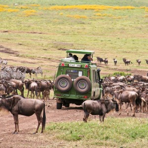 Fahrt durch die Gnuherde Fahrt durch die Gnuherde