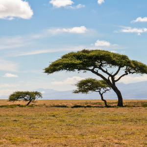 Impression aus der Serengeti Impression aus der Serengeti
