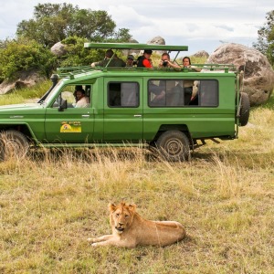 Teilweise waren wir nah dran an Löwen. Teilweise waren wir nah dran an Löwen.