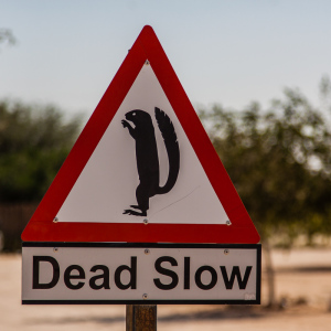 Achtung Erdhörnchen! Achtung Erdhörnchen!