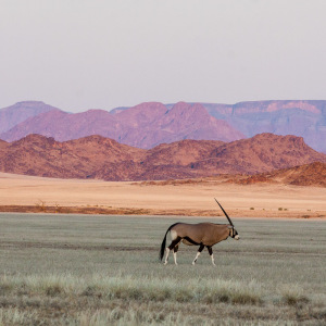 Ein Oryx im Abendrot Ein Oryx im Abendrot