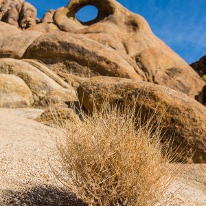 Das Eye of Alabama Das Eye of Alabama