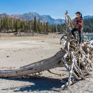 Toter Baum am Horseshoe Lake Toter Baum am Horseshoe Lake