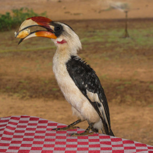 Der Togo hat unser Frühstück gemopst Der Togo hat unser Frühstück gemopst