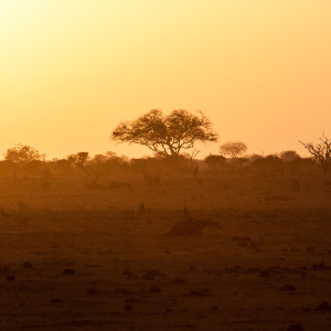 Sonnenaufgang in Tsavo Ost Sonnenaufgang in Tsavo Ost