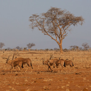 Oryx-Antilopen Oryx-Antilopen