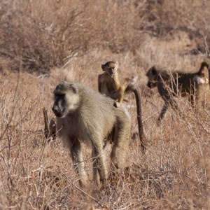 Buschtaxi :-) Buschtaxi :-)