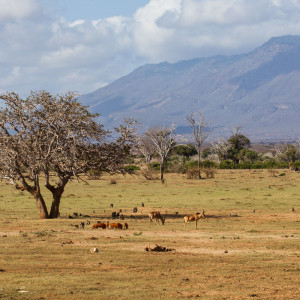 Auf dem Weg nach Tsavo West Auf dem Weg nach Tsavo West