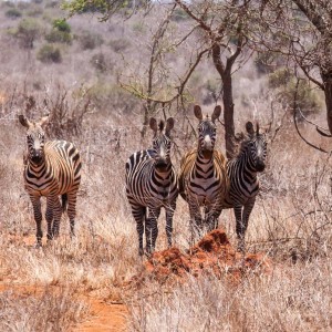 Gut getarnte Zebras Gut getarnte Zebras
