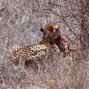 Der Gepard hat was gefangen Der Gepard hat was gefangen