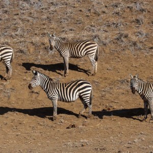 Schön aufgereihte Zebras Schön aufgereihte Zebras