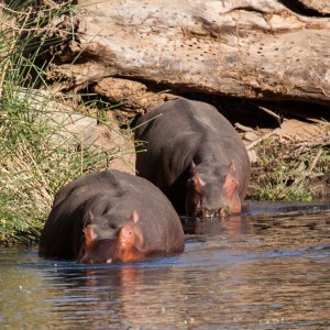 Nilpferde in Mzima Springs Nilpferde in Mzima Springs