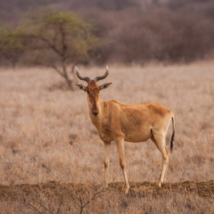 Kuhantilope Kuhantilope