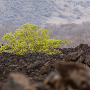 Grüner Busch im Lavafeld Grüner Busch im Lavafeld