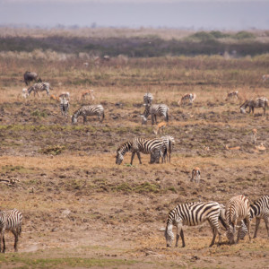 Zebras auf Nahrungssuche Zebras auf Nahrungssuche