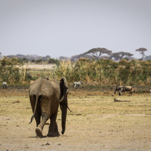 Einsamer Elefant Einsamer Elefant