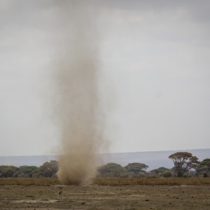 WIndhose im Amboseli NP WIndhose im Amboseli NP