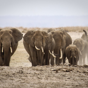 Elefantenherde auf Wassersuche Elefantenherde auf Wassersuche