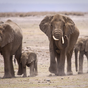 Elefantenherde auf der Suche nach Wasser Elefantenherde auf der Suche nach Wasser